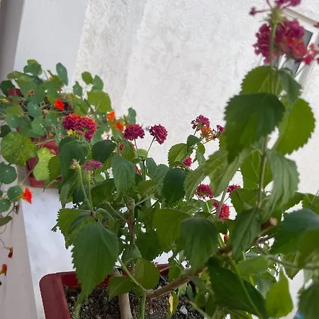 Ξενοδοχείο με διαμερίσματα Lab_rinos House *